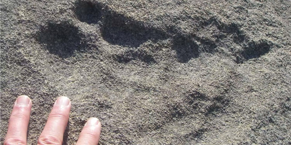 Lion tracks from the ice age